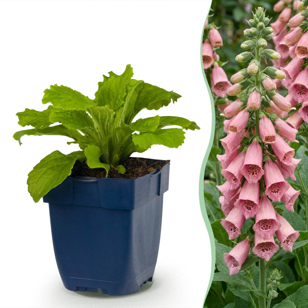 Digitalis mertonensis (Merton-Fingerhut) – rosa – 24 Pflanzen, Ø 11 cm, 15–25 cm hoch