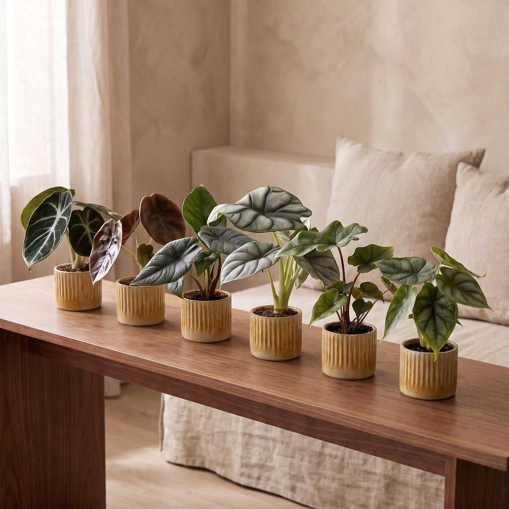 6× Baby Alocasia Familie (elefantøre) incl. Linnea Honey – Ø6 cm, 12 cm høj
