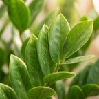 Zamioculcas zamiifolia (Glücksfeder) im Seegras-Korb – Ø 21 cm, 80 cm hoch