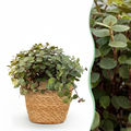 Callisia repens med kurv – Ø12 cm, 17–20 cm høj