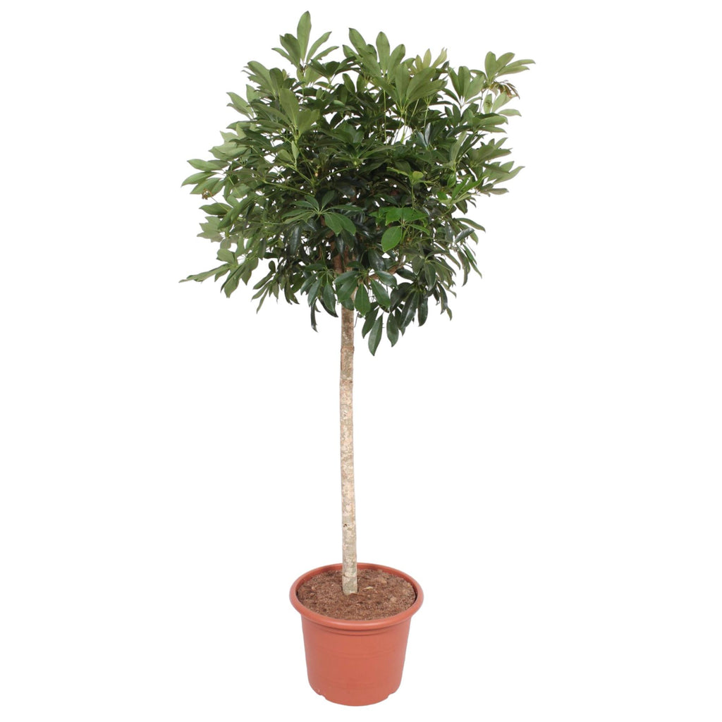 Schefflera arboricola Compacta boom (Dracaena) – Ø45 cm, 190 cm hoog