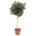Schefflera arboricola Compacta boom (Dracaena) – Ø45 cm, 190 cm hoog