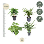4× Monstera obliqua 'Monkey Leaf' (gatenplant) – Ø12 cm, 25 cm hoog