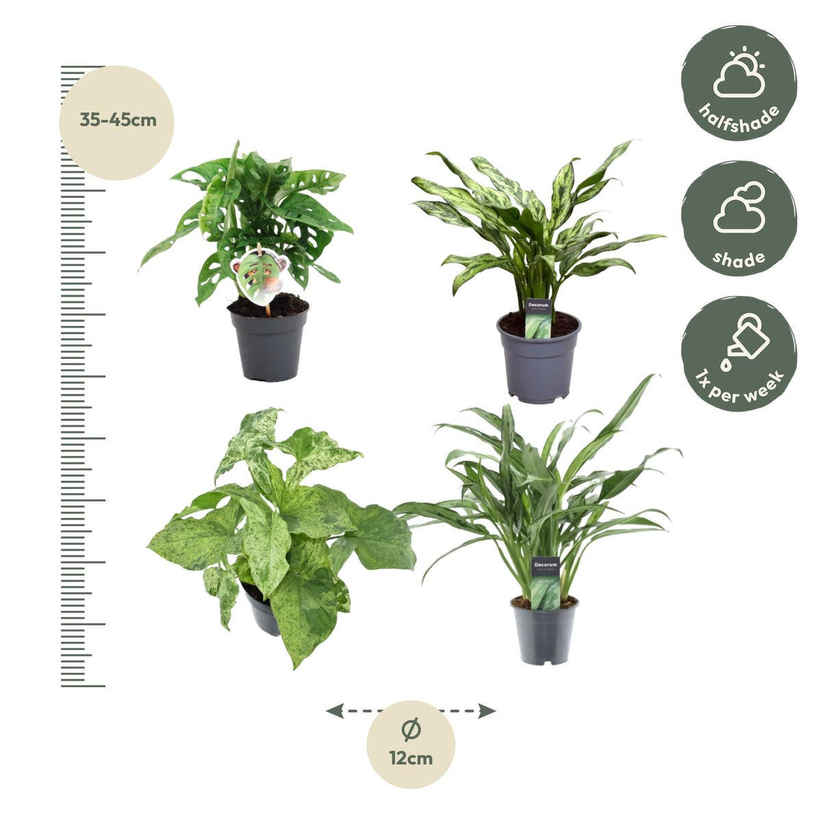 4× Monstera obliqua 'Monkey Leaf' (gatenplant) – Ø12 cm, 25 cm hoog