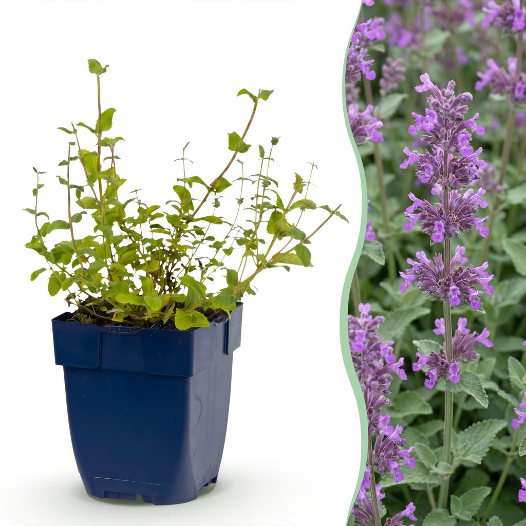 Nepeta rac. 'Grog' (Katzenminze) – blau – 24 Pflanzen, Ø 11 cm, 15–25 cm hoch