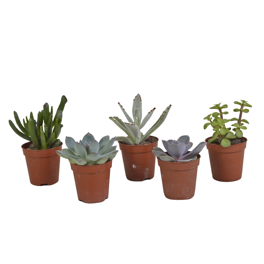 Sukkulenten ohne Übertopf – Ø 6 cm, 13 cm hoch – Art. 5584
