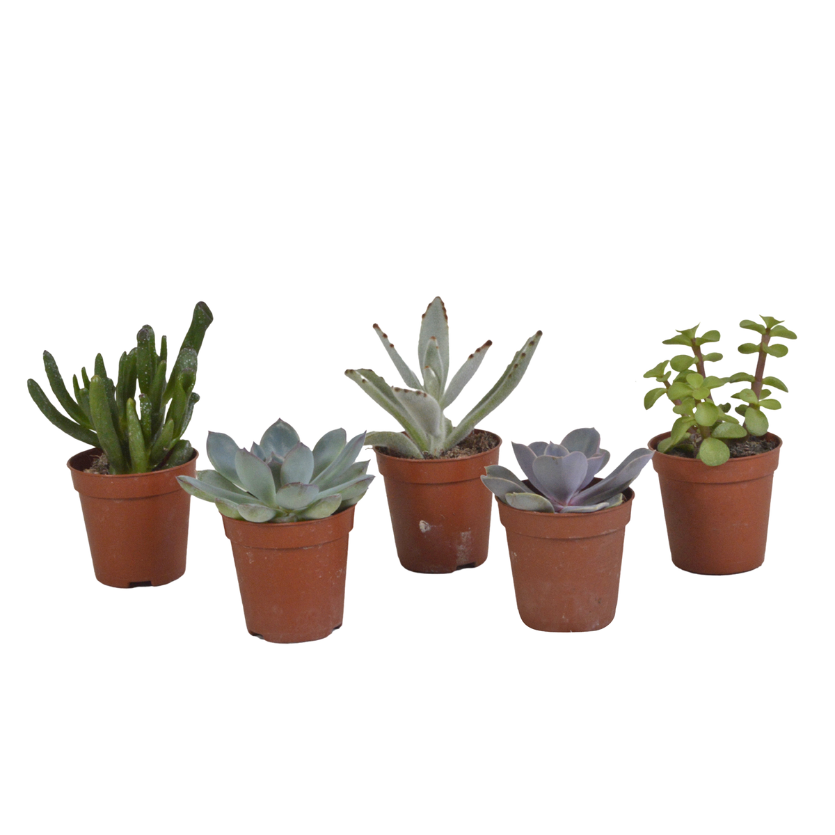 Sukkulenten ohne Übertopf – Ø 6 cm, 13 cm hoch – Art. 5584