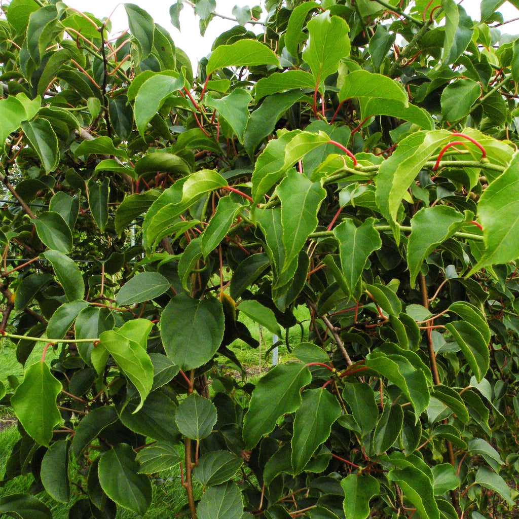 Actinidia arguta 'Weiki' (kiwiplant) – Ø15 cm, 50 cm hoog