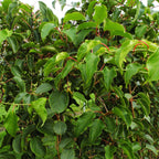 Actinidia arguta 'Weiki' (kiwiplant) – Ø15 cm, 50 cm hoog