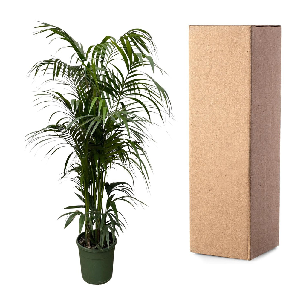 Kentia-Palme (Howea) – Ø 30 cm, 210 cm hoch