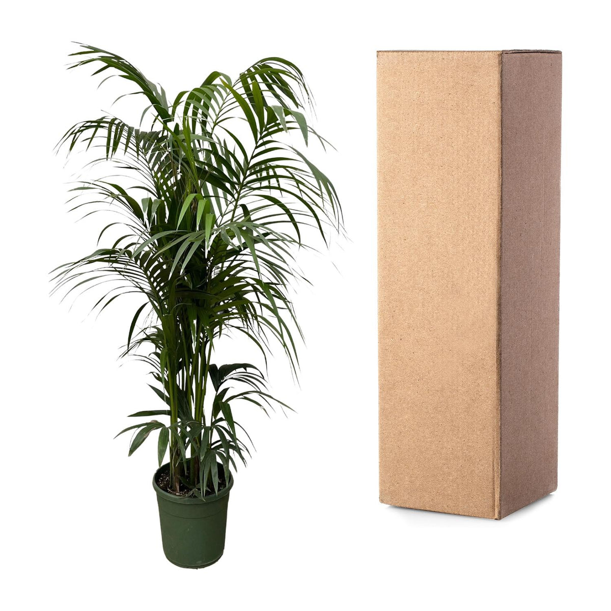 Kentia-Palme (Howea) – Ø 30 cm, 210 cm hoch