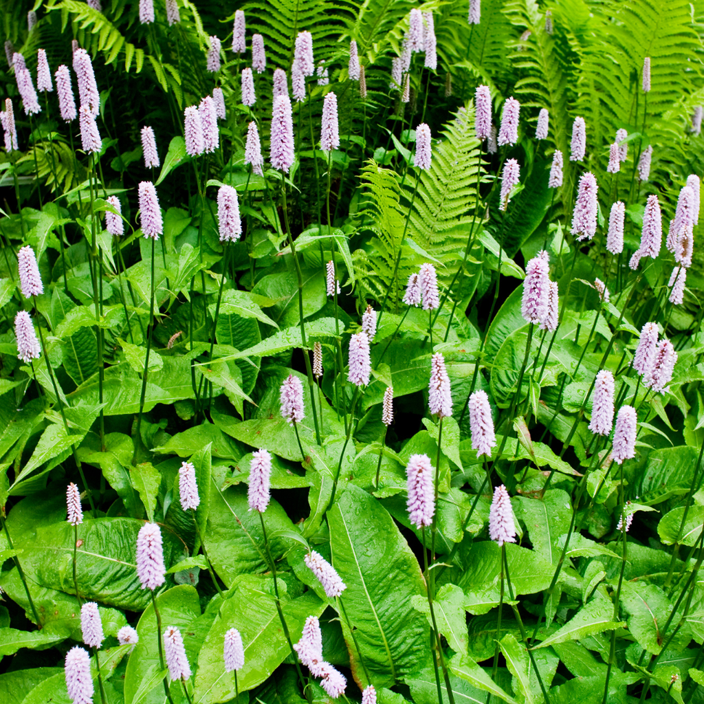 Persicaria anomala 'Alba' (Taubnessel) – 12 Pflanzen, Ø9 cm, 10–25 cm hoch – Bild 8
