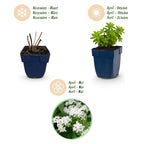 Galium odoratum (walstro) – wit – 6 planten, Ø11 cm, 15–25 cm hoog