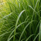 Miscanthus sinensis 'Gracillimus' (Zierreisigras) – 6 Pflanzen, Ø12 cm