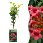 Campsis radicans (trumpet creeper) – orange-red – 2 plants, Ø9 cm, 35 cm high