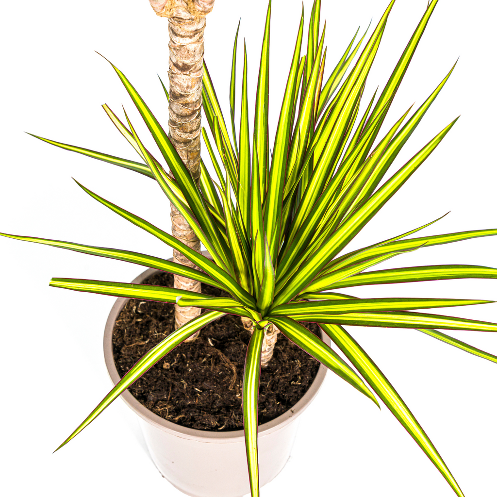 Dracaena marginata Sunray (dragetræ) – Ø19 cm, 80–100 cm høj