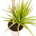 Dracaena marginata Sunray (dragetræ) – Ø19 cm, 80–100 cm høj
