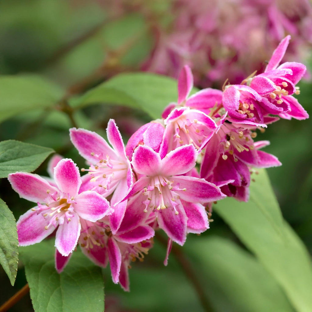 Buske Deutzia hybrida Strawbery Fields – rosa – Ø17 cm, 45 cm høj – billede 4