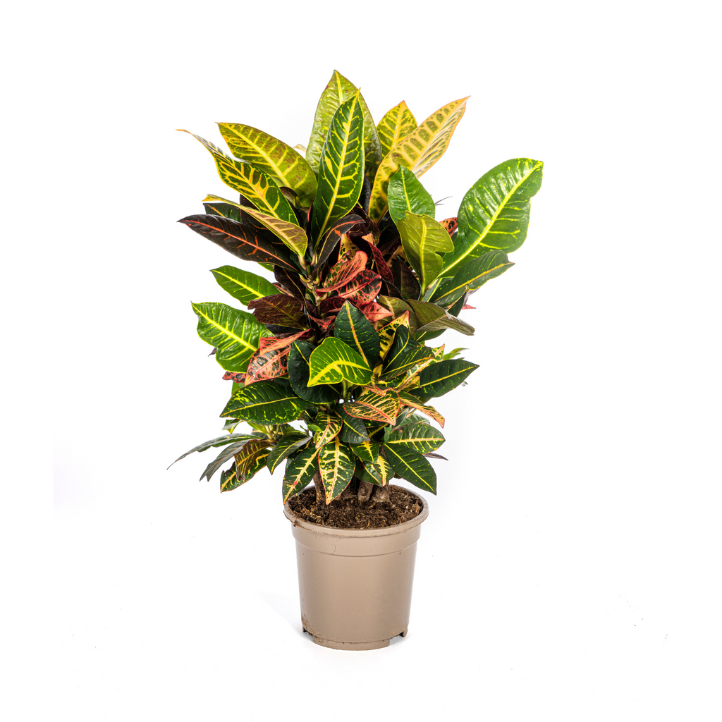Codiaeum 'Croton' Petra – Ø17 cm, 40–60 cm hoog