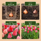 Tulpe 'Pink-Red' – 320 Blumenzwiebeln (Zwiebelgröße 10/12)