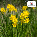 Narcis 'Baby Boomer' – 25 bloembollen