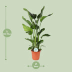 Strelitzia nicolai (weiße Paradiesvogelblume) – Ø24 cm, 110 cm hoch