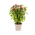 Monarda 'Didyma Pink' (bergamotteplante) – Ø19 cm, 45–60 cm høj