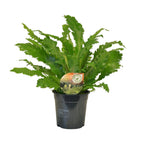 Asplenium Campio (nidi-d’oiseau) – Ø17 cm, 50 cm de haut