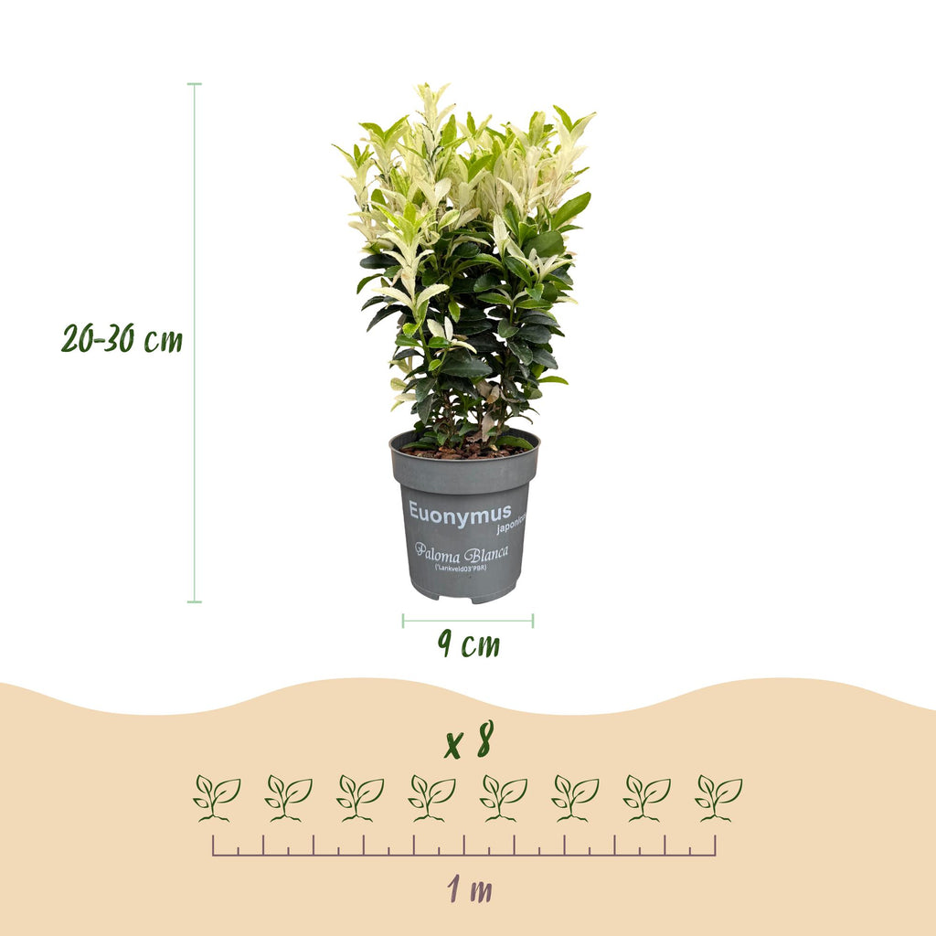 Euonymus japonica 'Paloma Blanca' (kardinaalsmuts) – wit – 16 planten, Ø9 cm, 20–30 cm hoog – foto 4