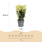 Euonymus japonica 'Paloma Blanca' (kardinaalsmuts) – wit – 16 planten, Ø9 cm, 20–30 cm hoog
