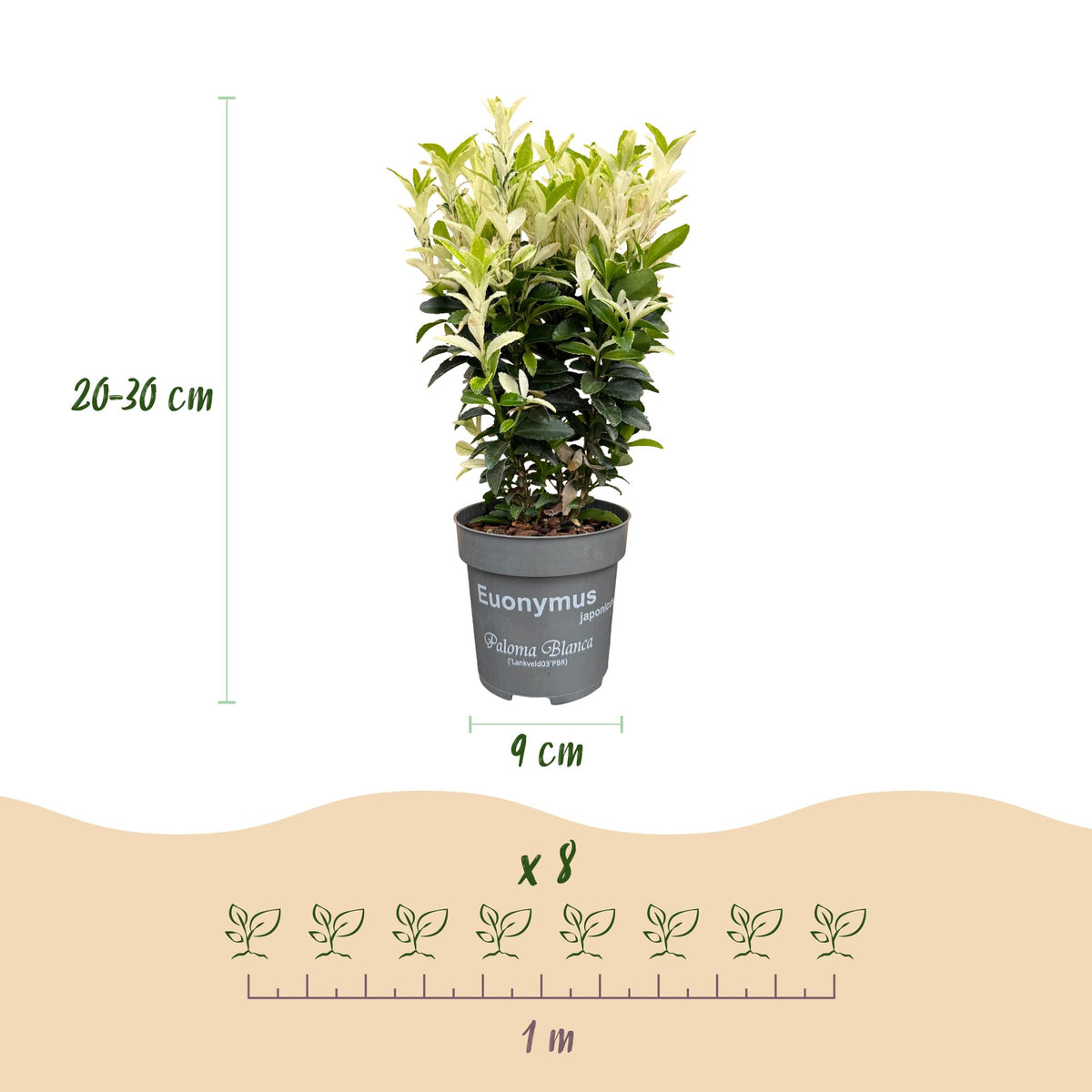 Euonymus japonica 'Paloma Blanca' (kardinaalsmuts) – wit – 16 planten, Ø9 cm, 20–30 cm hoog – foto 4