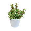 Portulacaria afra mediopicta (arbre à saucisses) dans un pot blanc – Ø11 cm, 25 cm de haut
