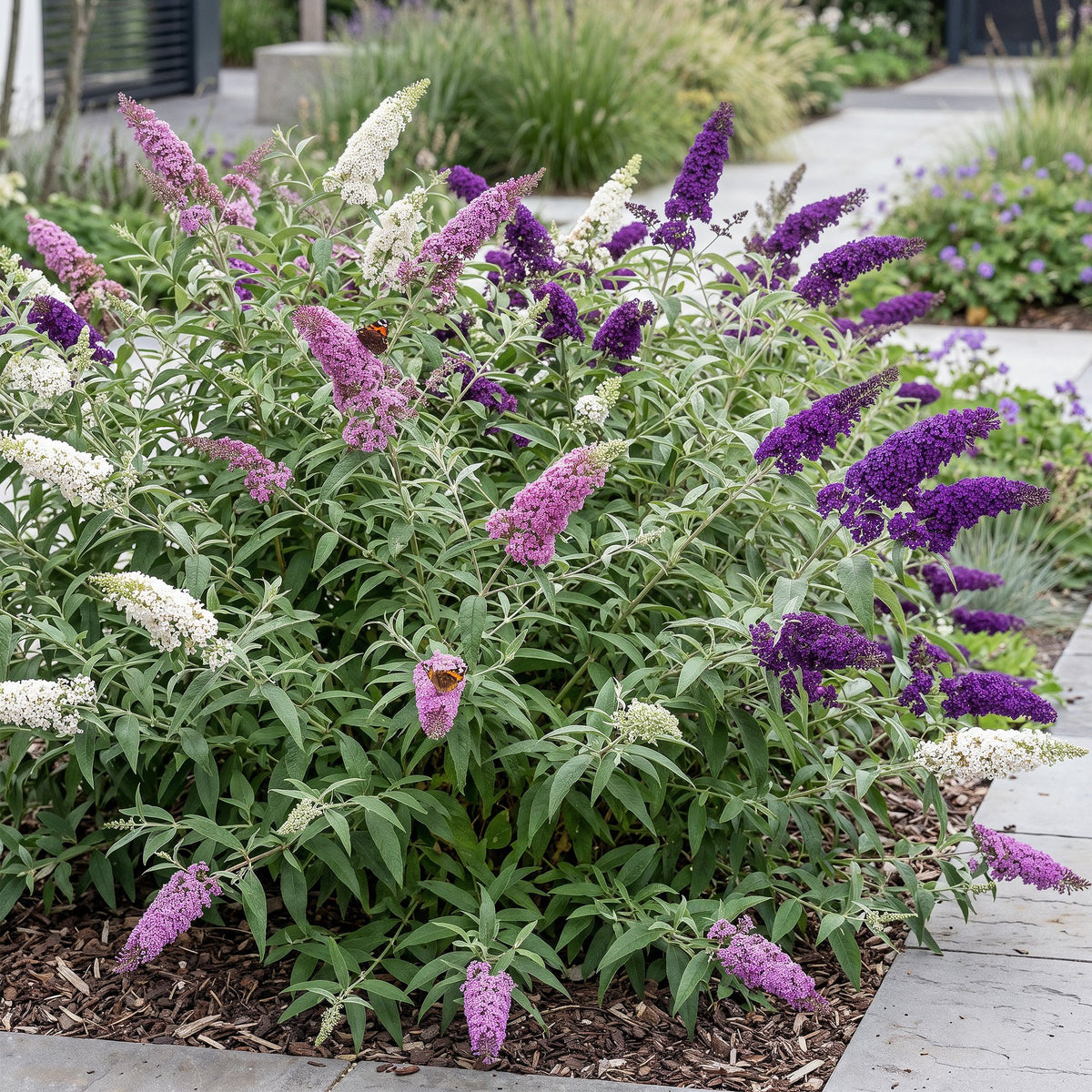 Buddleja davidii 'Tricolour' (vlinderstruik) – blauw-roze-wit – 3 planten, Ø17 cm, 45 cm hoog