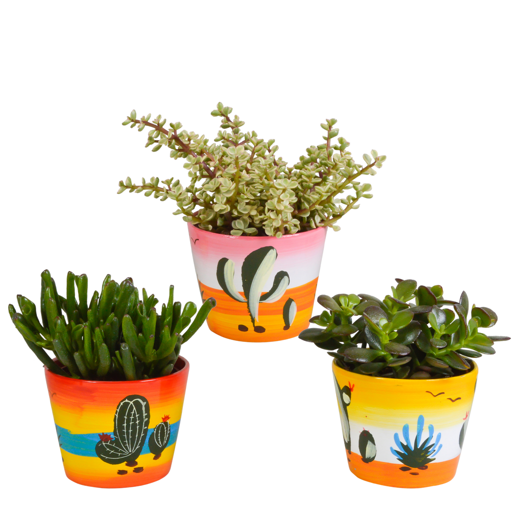 Crassula mix (jadeplant) – Ø11 cm, 21 cm hoog