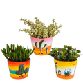 Crassula mix (jadeplant) – Ø11 cm, 21 cm hoog