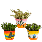 Crassula mix (jadeplant) – Ø11 cm, 21 cm hoog