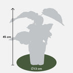 Actinidia deliciosa 'Jenny' (kiwi) – Ø13 cm, 45 cm high