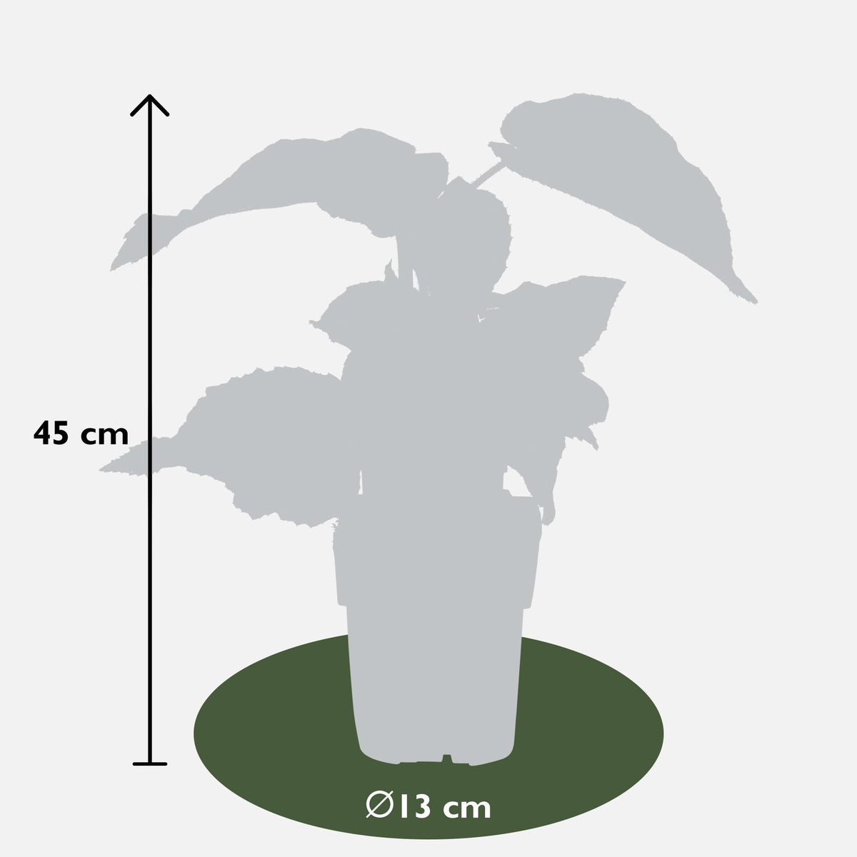 Actinidia deliciosa 'Jenny' (kiwi) – Ø13 cm, 45 cm high – photo 6