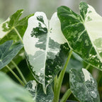 Alocasia Frydek Variegata (oreille d’éléphant) – Ø6 cm, 12 cm de haut
