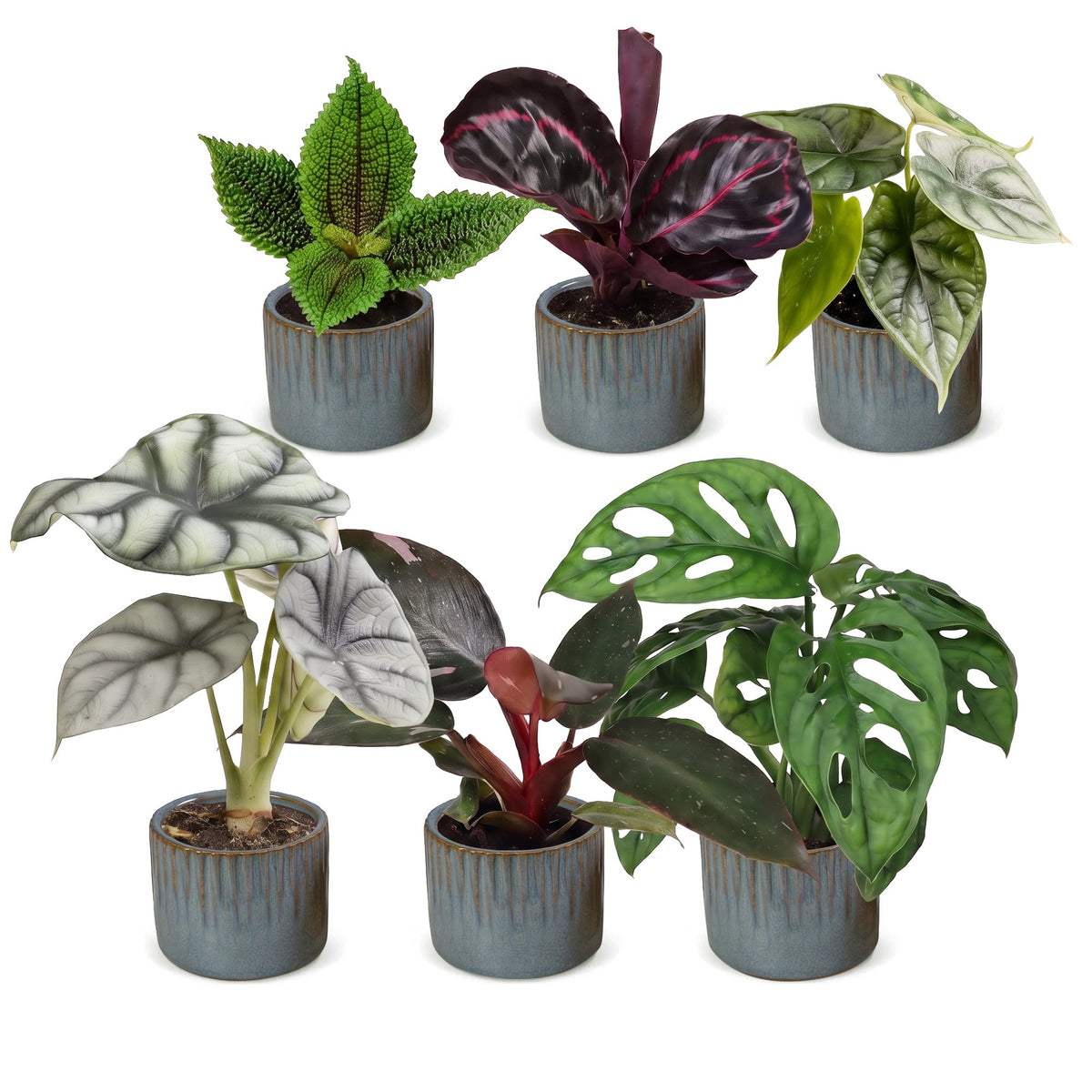 6× småplanter Jungle Mix inkl. Linnea Misty Blue – Ø6 cm, 10–15 cm høje