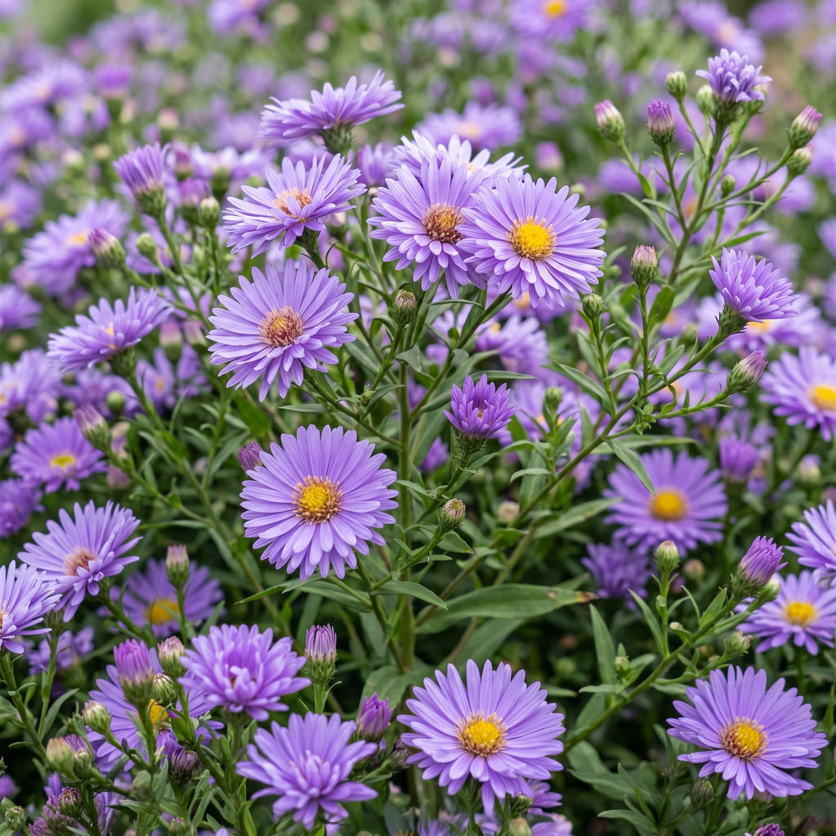 Aster 'Mittelmeer' – paars – 3 planten, Ø11 cm, 15–25 cm hoog