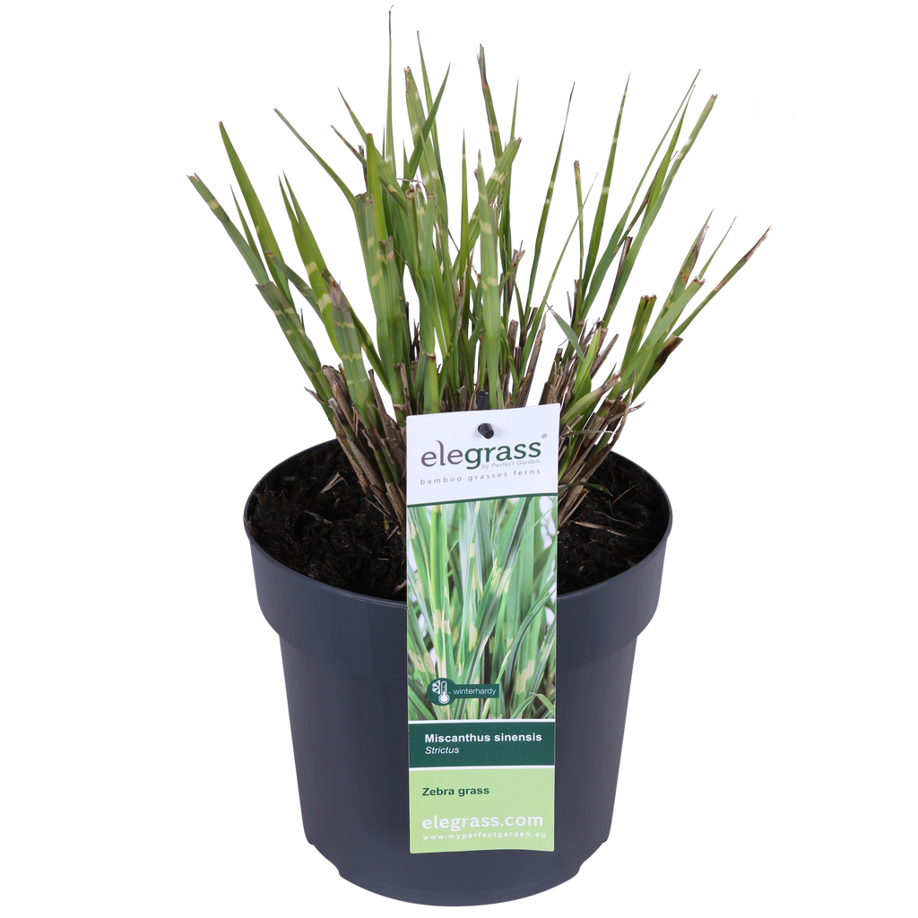 Miscanthus sinensis 'Strictus' (Japanisches Silbergras) – Ø 23 cm, 60 cm hoch – Bild 8