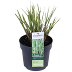Miscanthus sinensis 'Strictus' (Japanisches Silbergras) – Ø 23 cm, 60 cm hoch