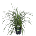 Carex morrowii 'Ice Dance' (Segge) – Ø14 cm, 30 cm hoch