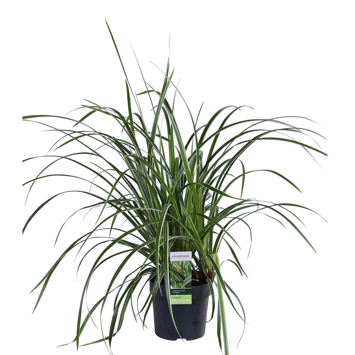 Carex morrowii 'Ice Dance' (Segge) – Ø14 cm, 30 cm hoch – Bild 2