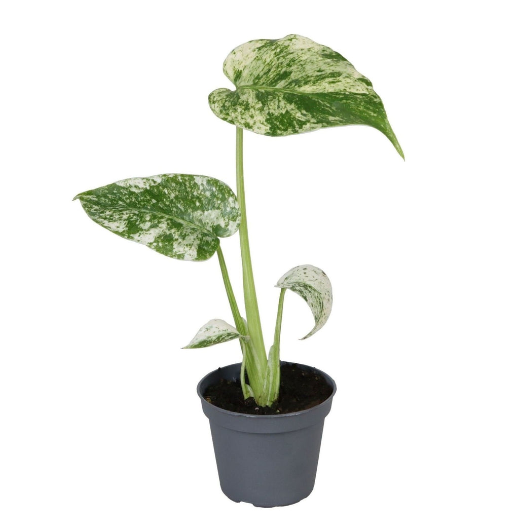 Monstera deliciosa Mint Variegated (plante percée) – Ø6 cm, 18 cm de haut – photo 2