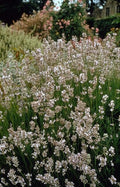 Lavandula int. 'Edelweiss' (lavande) – 12 plantes, Ø9 cm, 10–25 cm de haut