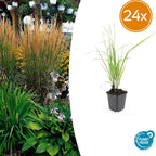 Calamagrostis acut. 'Karl Foerster' (stipe) – 24 plants, Ø9 cm, 10–25 cm de haut