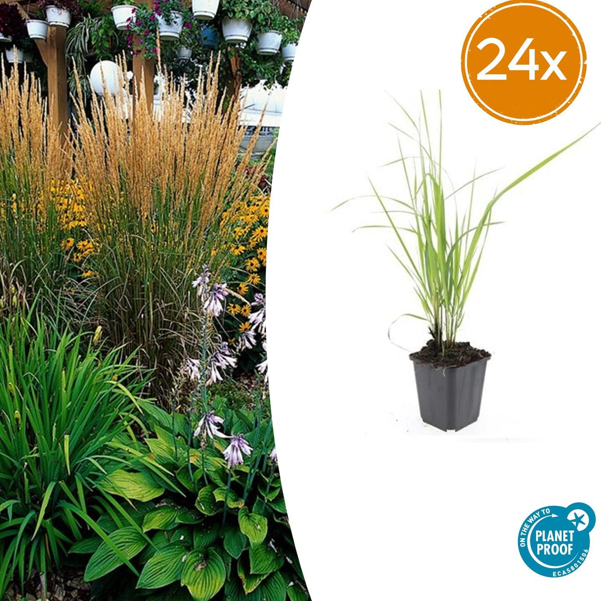 Calamagrostis acut. 'Karl Foerster' (stipe) – 24 plants, Ø9 cm, 10–25 cm de haut – photo 2