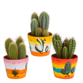 Cereus mix (Cactaceae) – Ø11 cm, 23 cm hoog